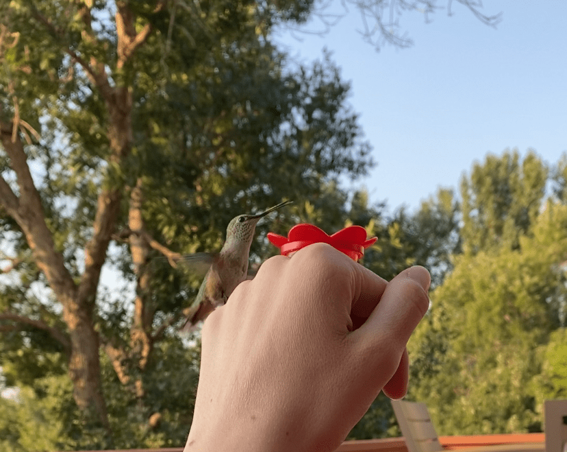 A brown and green hummingbird fluttering next to a fist with a red plastic flower ring