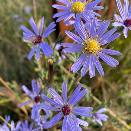 light purple daisy flowers with yellow or dark red centers