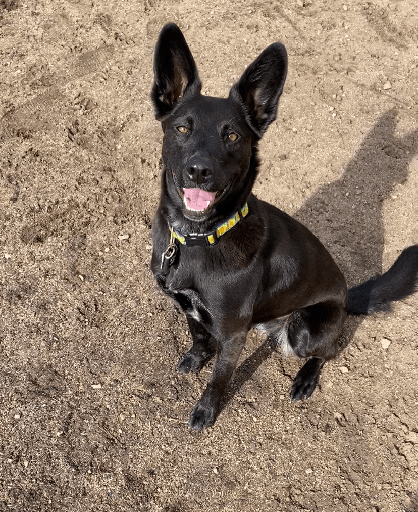 A black dog with pointy ears sitting on dirt while looking up at camera and panting