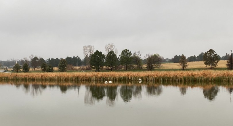 A body of water with four white pelicans on an overcast day