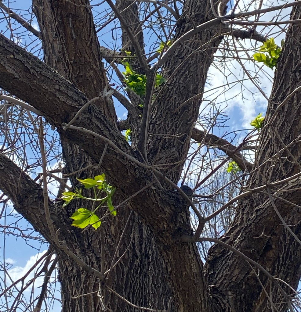 A mostly bare ash tree with small leaves growing from large branches
