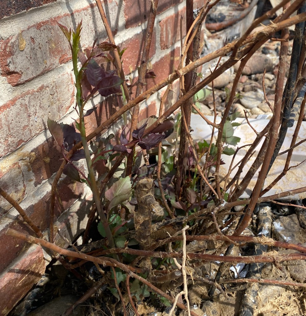 burned rose stalks with new stalks growing next to a red brick wall