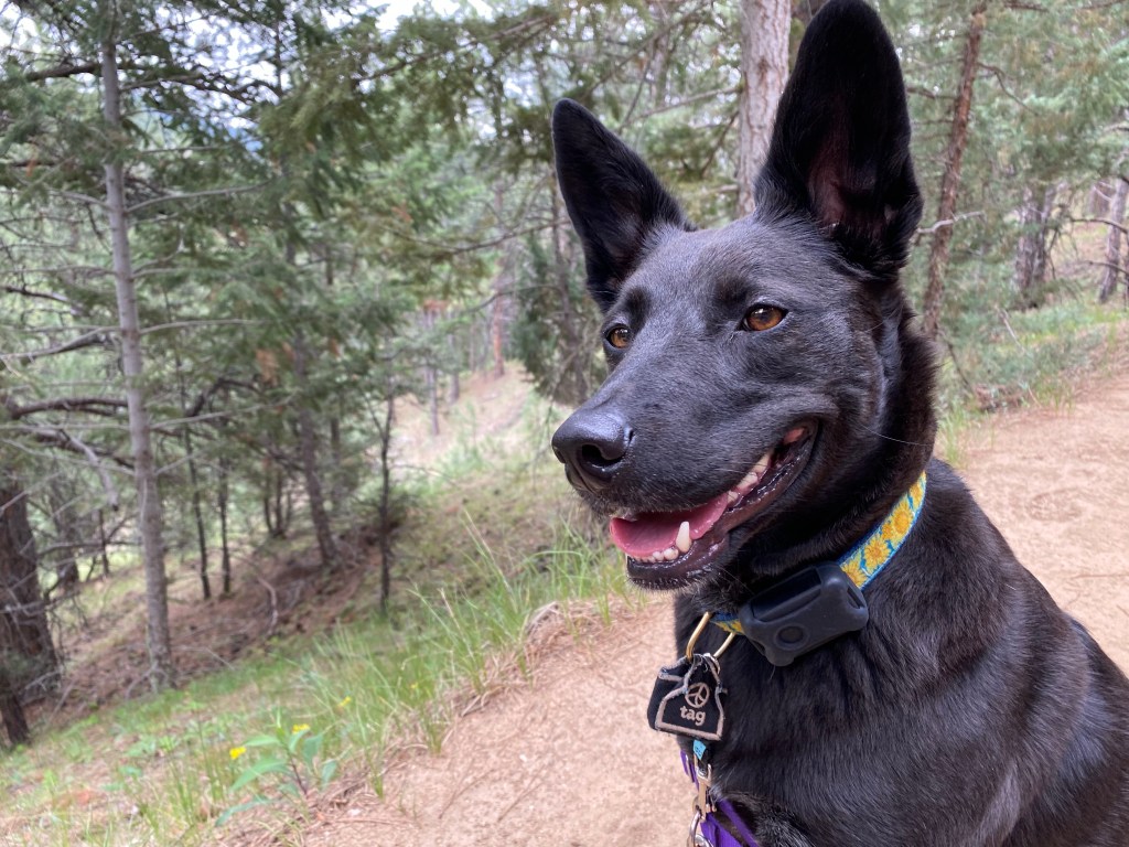 A closeup of a black dog with pointy ears panting while sitting in the forest.