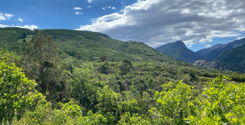 A view of green trees and shrubs on a mountainside