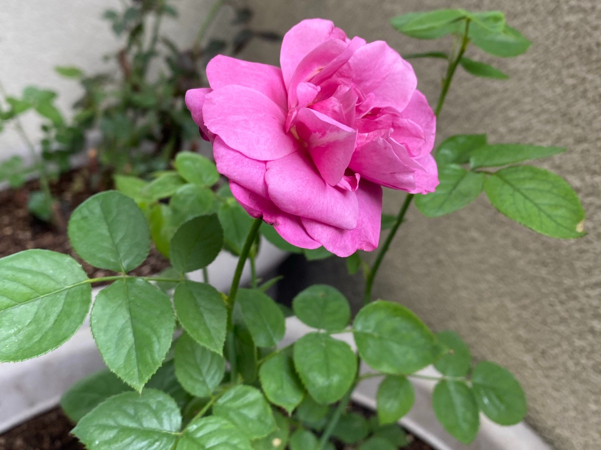 Saving the Roses and Losing the&nbsp;Trees