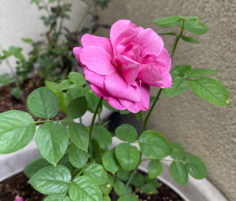 A pink rose growing in a beige pot with another plant in the background