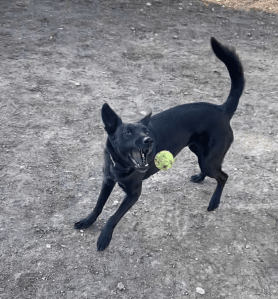 A black dog tossing a tennis ball in the air