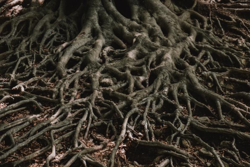Tangled tree roots